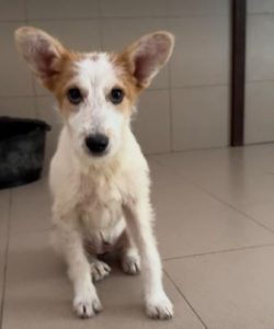 Jasmine a brown and white rescue dog | 1 dog at a time rescue UK