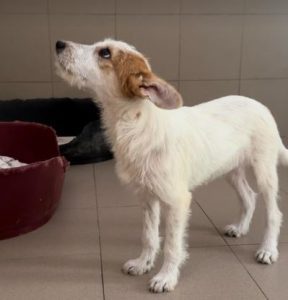 Jasmine a brown and white rescue dog | 1 dog at a time rescue UK