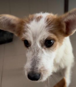 Jasmine a brown and white rescue dog | 1 dog at a time rescue UK