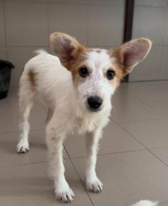 Jasmine a brown and white rescue dog | 1 dog at a time rescue UK