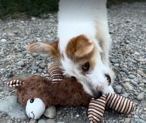 Jasmine a brown and white rescue dog | 1 dog at a time rescue UK