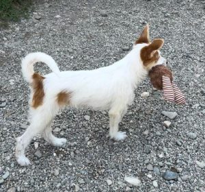 Jasmine a brown and white rescue dog | 1 dog at a time rescue UK