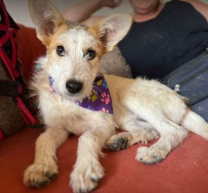 Jasmine a brown and white rescue dog | 1 dog at a time rescue UK