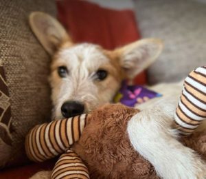 Jasmine a brown and white rescue dog | 1 dog at a time rescue UK