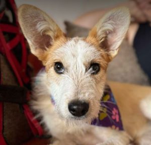 Jasmine a brown and white rescue dog | 1 dog at a time rescue UK