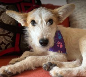 Jasmine a brown and white rescue dog | 1 dog at a time rescue UK