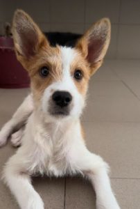 Jeorgie a brown and white rescue dog | 1 dog at a time rescue UK