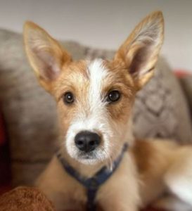 Jeorgie a brown and white rescue dog | 1 dog at a time rescue UK