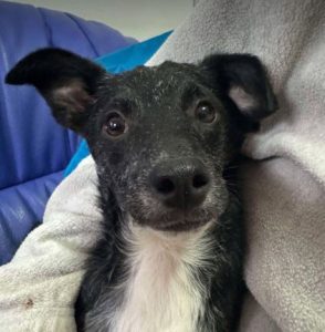 Jerry a black Romanian rescue puppy lying on a blanket | 1 Dog At A Time Rescue UK