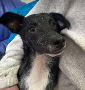 Jerry a black Romanian rescue puppy lying on a blanket | 1 Dog At A Time Rescue UK