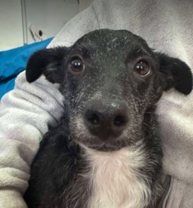 Jerry a black Romanian rescue puppy lying on a blanket | 1 Dog At A Time Rescue UK
