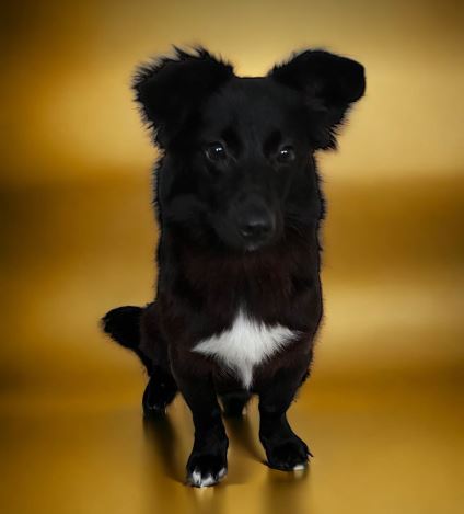 Jersey a black rescue dog | 1 dog at a time rescue UK