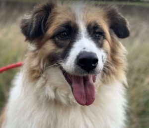 Jessie a tan and white rescue dog | 1 dog at a time rescue UK