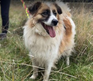 Jessie a tan and white rescue dog | 1 dog at a time rescue UK