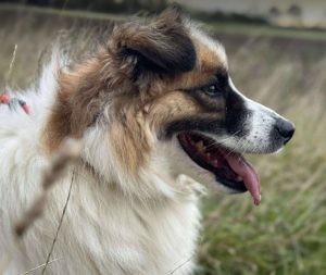 Jessie a tan and white rescue dog | 1 dog at a time rescue UK