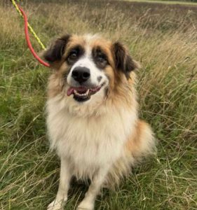 Jessie a tan and white rescue dog | 1 dog at a time rescue UK