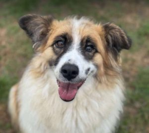 Jessie a tan and white rescue dog | 1 dog at a time rescue UK