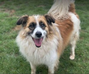 Jessie a tan and white rescue dog | 1 dog at a time rescue UK