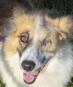 Jessie a tan and white rescue dog | 1 dog at a time rescue UK