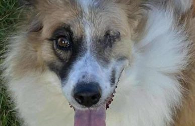 Jessie – In UK Kennels