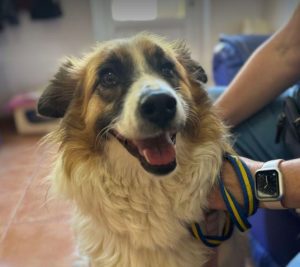 Jessie a tan and white rescue dog | 1 dog at a time rescue UK