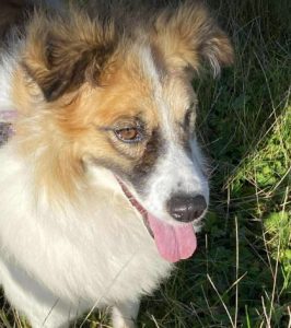 Jessie a tan and white rescue dog | 1 dog at a time rescue UK