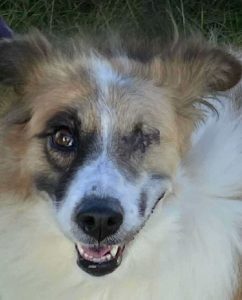 Jessie a tan and white rescue dog | 1 dog at a time rescue UK