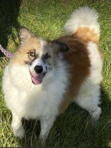 Jessie a tan and white rescue dog | 1 dog at a time rescue UK