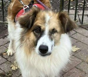 Jessie a tan and white rescue dog | 1 dog at a time rescue UK