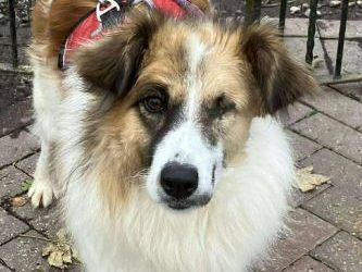 Jessie – In UK Kennels