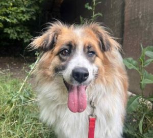 Jessie a tan and white rescue dog | 1 dog at a time rescue UK