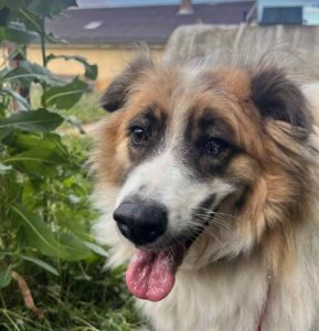 Jessie a tan and white rescue dog | 1 dog at a time rescue UK