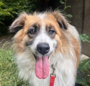 Jessie a tan and white rescue dog | 1 dog at a time rescue UK