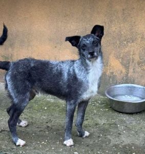 Jimmy a black Romanian rescue puppy having a cuddle | 1 Dog At A Time Rescue UK