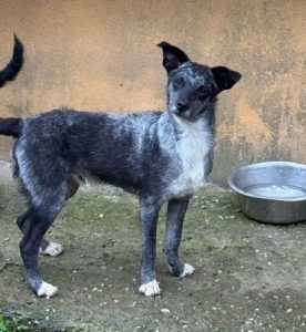 Jimmy a black Romanian rescue puppy having a cuddle | 1 Dog At A Time Rescue UK