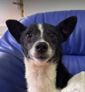 Ginnie a black and white rescue dog | 1 dog at a time rescue UK
