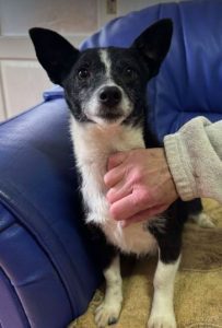 Ginnie a black and white rescue dog | 1 dog at a time rescue UK