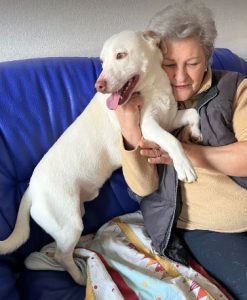 Joey a white Romanian rescue puppy | 1 Dog at a Time Rescue UK