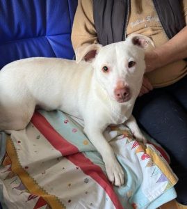 Joey a white Romanian rescue puppy | 1 Dog at a Time Rescue UK