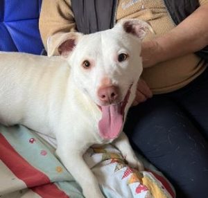 Joey a white Romanian rescue puppy | 1 Dog at a Time Rescue UK