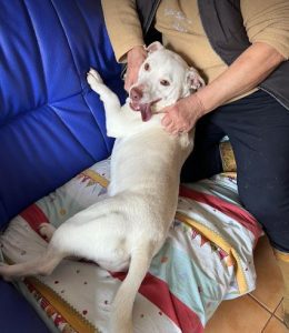 Joey a white Romanian rescue puppy | 1 Dog at a Time Rescue UK