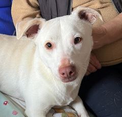 Joey a white Romanian rescue puppy | 1 Dog at a Time Rescue UK