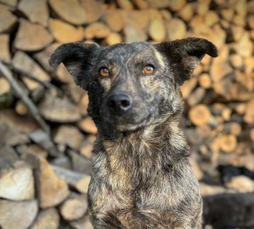 Katie a brindle rescue dog 7_1 dog at a time rescue UK Katie a brindle rescue dog | 1 dog at a time rescue UK