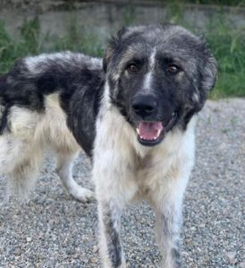 Keanu a grey and white romanian rescue dog | 1 dog at a time rescue uk