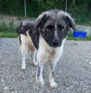 Keanu a grey and white romanian rescue dog | 1 dog at a time rescue uk