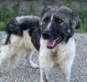 Keanu a grey and white romanian rescue dog | 1 dog at a time rescue uk