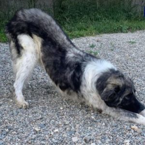 Keanu a grey and white romanian rescue dog | 1 dog at a time rescue uk