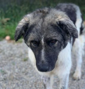 Keanu a grey and white romanian rescue dog | 1 dog at a time rescue uk
