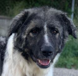 Keanu a grey and white romanian rescue dog | 1 dog at a time rescue uk