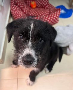 Kobe a black and white Romanian rescue dog | 1 Dog at a Time Rescue UK